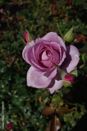 Light Purple Flower of Rose  Enchanted Evening  in Full Bloom 