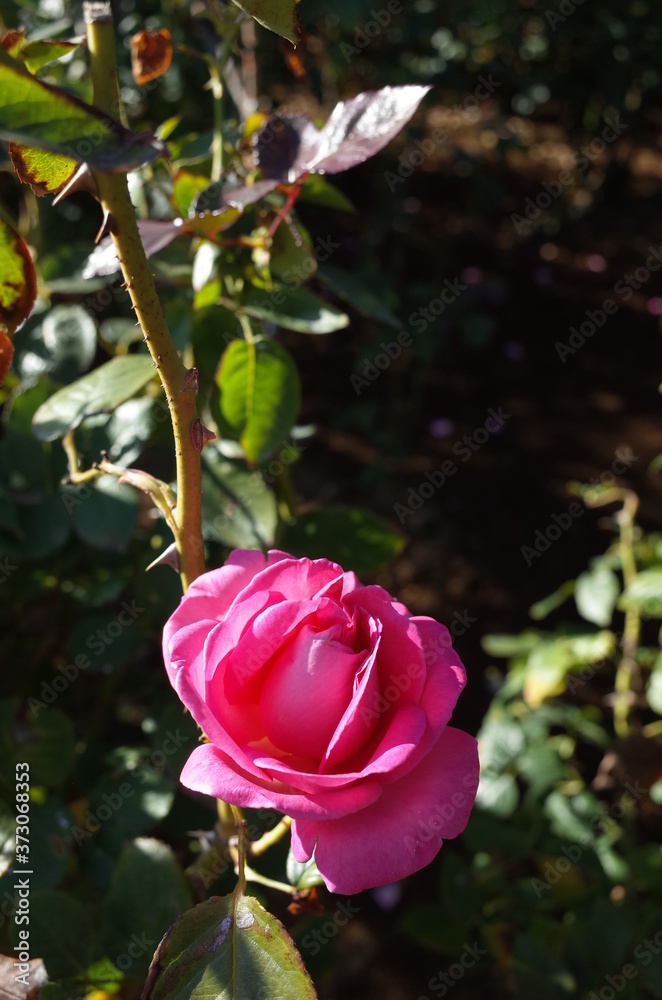 Obraz premium Light Pink Flower of Rose 'Esmeralda' in Full Bloom 