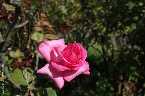 Light Pink Flower of Rose 'Esmeralda' in Full Bloom
