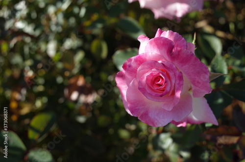 Light Pink Flower of Rose 'Esmeralda' in Full Bloom
