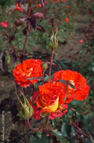 Orange Flower of Rose 'Esther Ofarim' in Full Bloom 