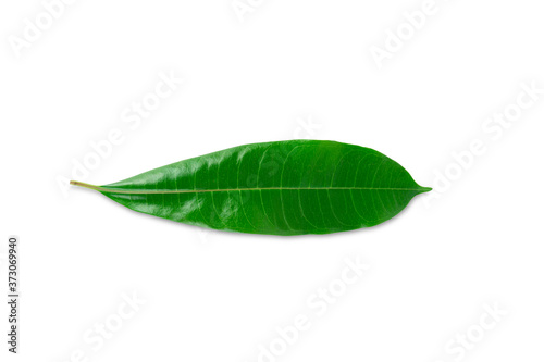 Fresh green leaves isolated on white background with clipping path