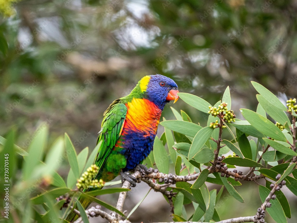 Rainbow Lorikeet