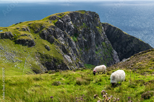 The Black aace mountain sheep at Slieve League.