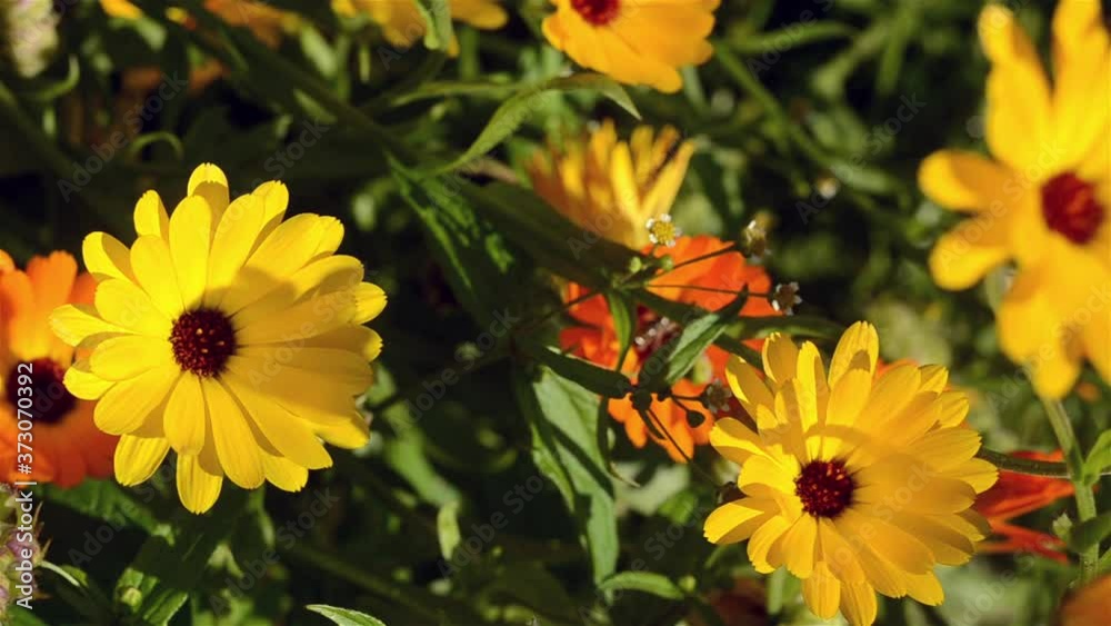 flowers of the medicinal plant calendula in the garden and insects that fly from flower to flower. flowers of the medicinal plant calendula in the garden and insects that fly from flower to flower.