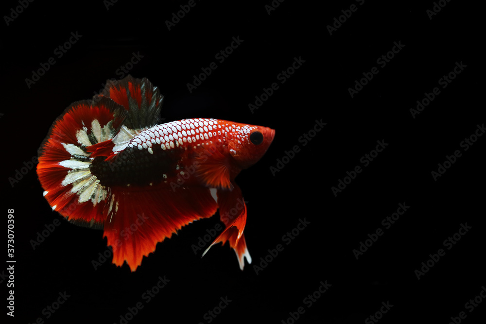 Obraz premium Multicolour Betta fish side view with clipping path on dark background. Colourful Fancy Siamese Fighting fish. Copper Betta.