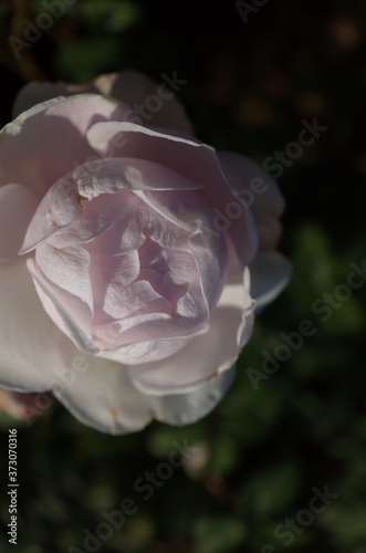 Faint Pink Flower of Rose  Fen Zhang Lou  in Full Bloom 