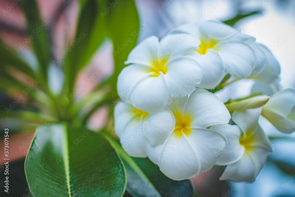 Fototapeta premium white plumeria flowers