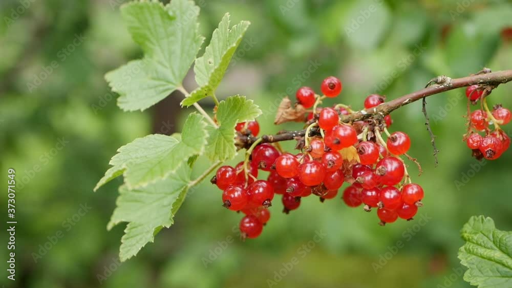 Fruits of red currant berries from the bushes in the summer garden, ready to harvest. Juicy ripe berries of a red currant on a bush. Garden berries background. Close-up Fruits of red currant berries from the bushes in the summer garden, ready to harvest. Juicy ripe berries of a red currant on a bush. Garden berries background. Close-up