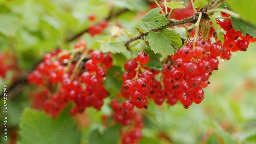 Fruits of red currant berries from the bushes in the summer garden, ready to harvest. Juicy ripe berries of a red currant on a bush. Garden berries background. Close-up Fruits of red currant berries from the bushes in the summer garden, ready to harvest. Juicy ripe berries of a red currant on a bush. Garden berries background. Close-up