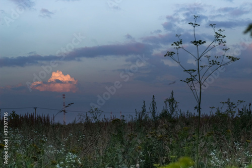 Evening landscape in a field in summer with sunset pink clouds in the sky © Алла Чеснокова