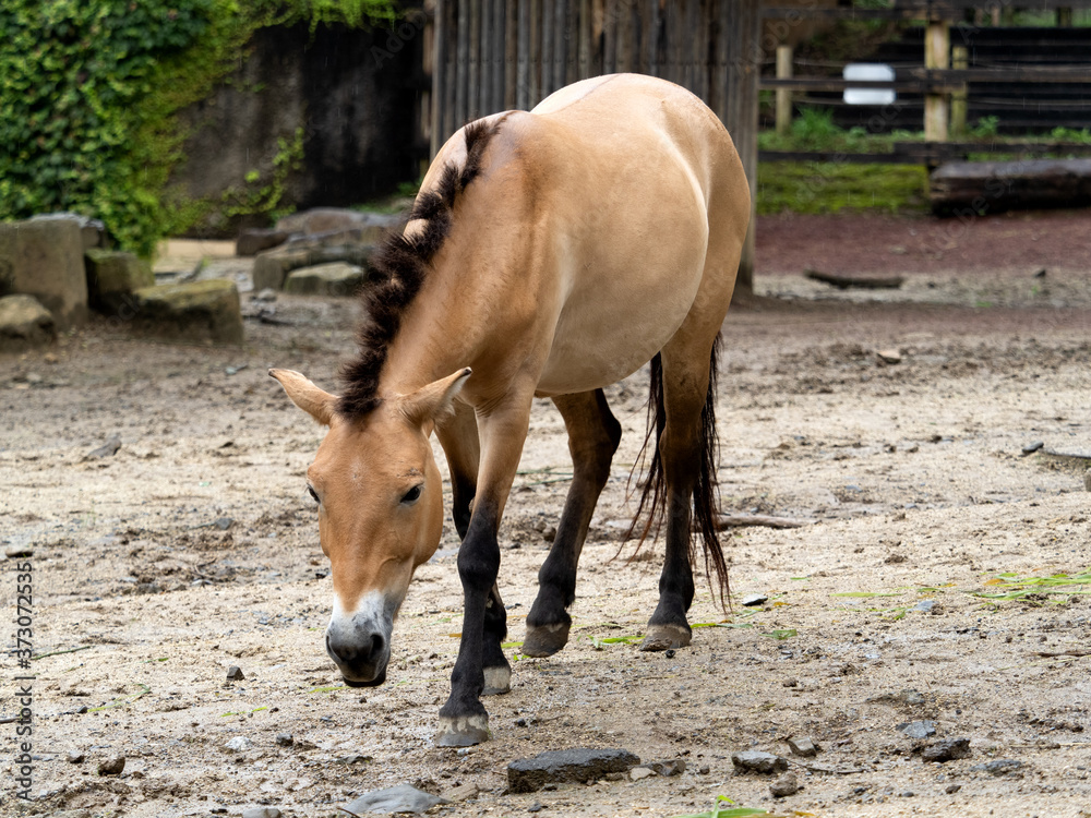 Fototapeta premium モウコノウマ