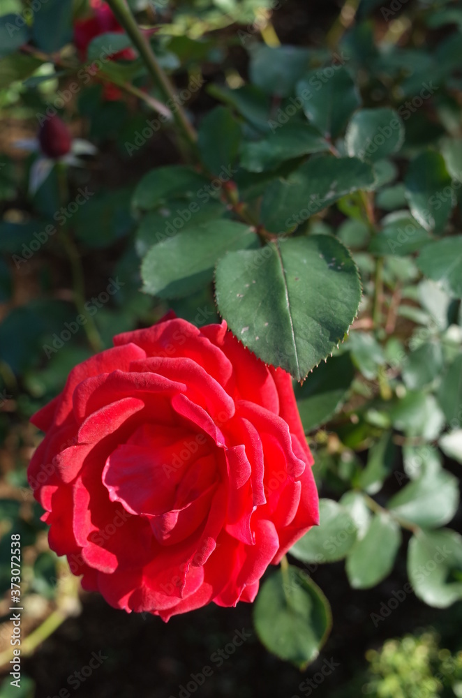 Red Flower of Rose 'Flambee' in Full Bloom
Red Flower of Rose 'Flambee' in Full Bloom