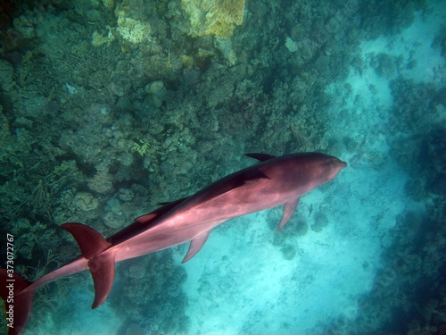 Dolphins are aquatic mammals of the cetacean infraorder, belonging either to the dolphin family.