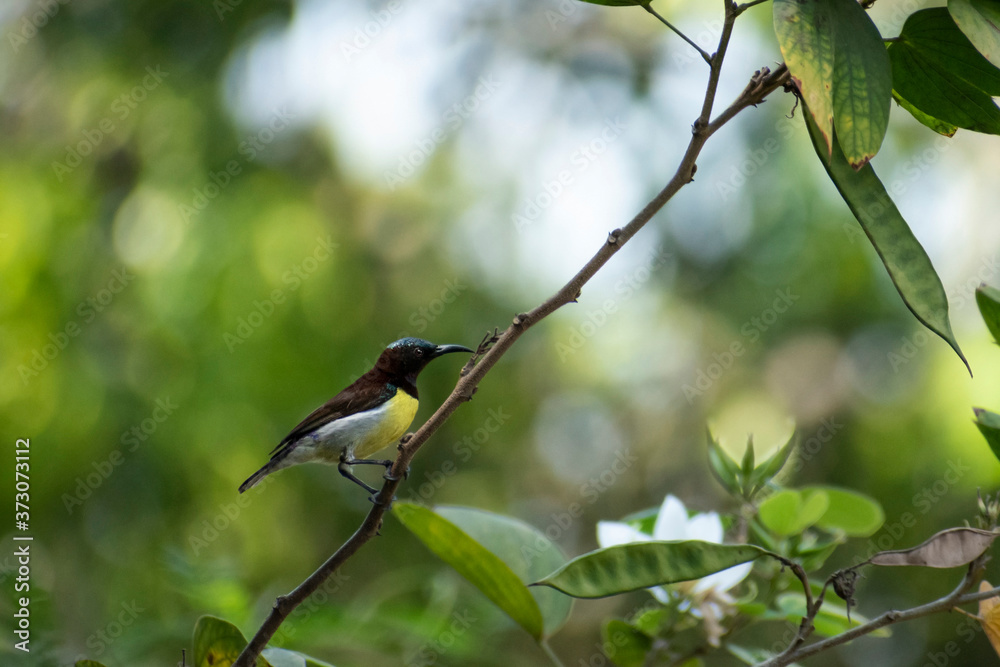 Fototapeta premium Purple rumped sunbird sitting on branch of tree side view