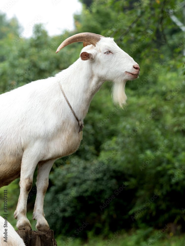 Fototapeta premium ヤギ
