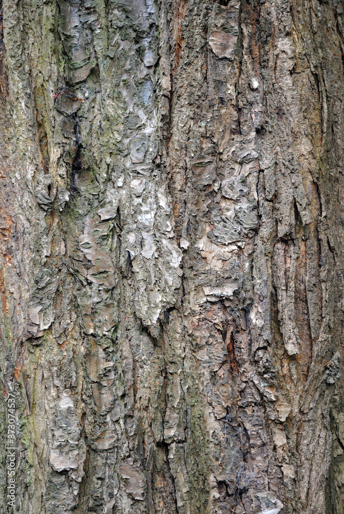 Close Up of Rough Textured Bark on Trunk of Old Tree Close Up of Rough Textured Bark on Trunk of Old Tree