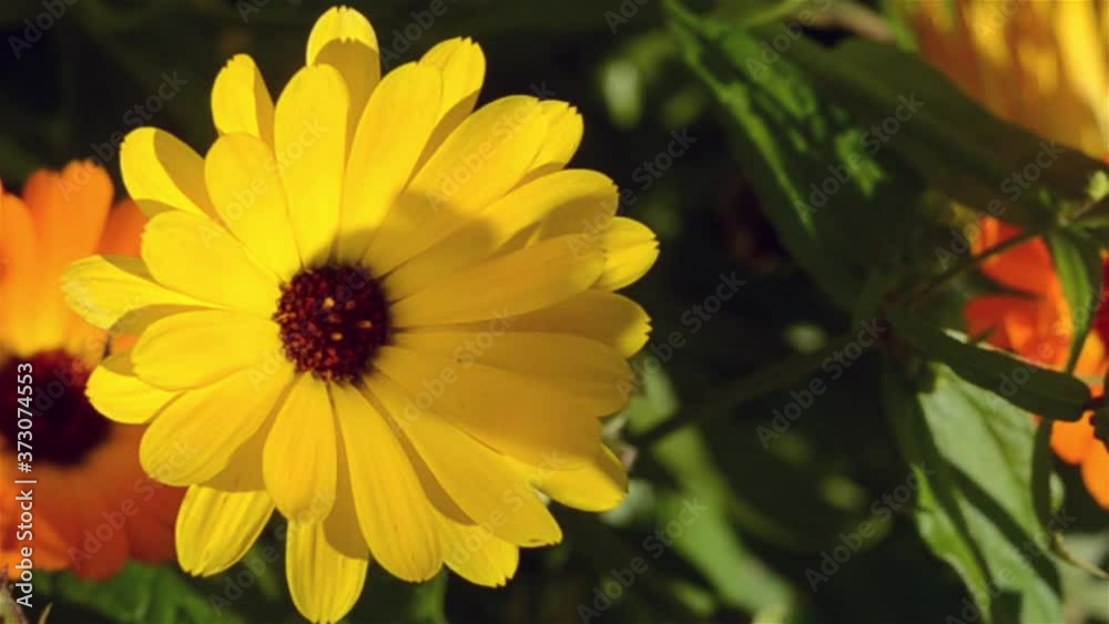 flowers of the medicinal plant calendula in the garden and insects that fly from flower to flower.