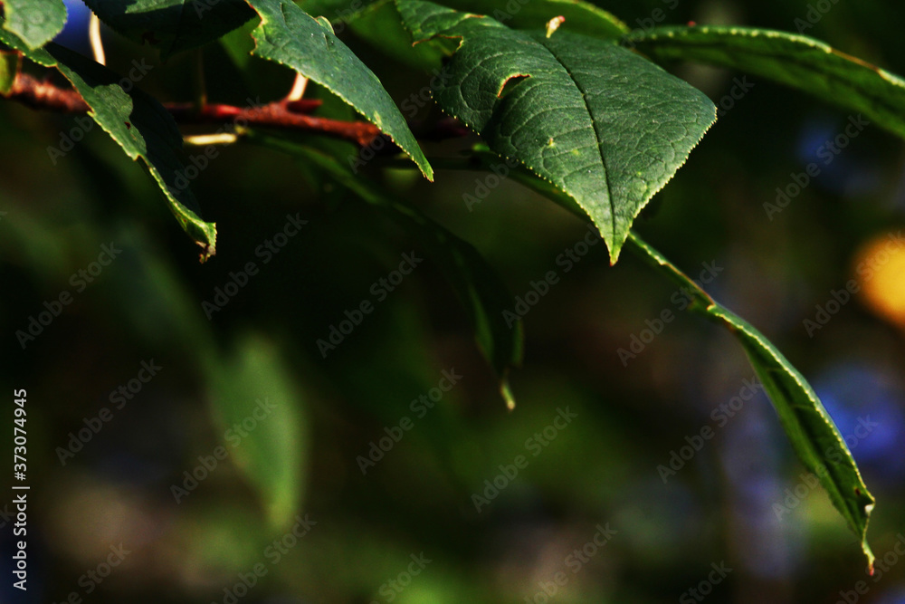 Beautiful background green foliage of trees in the sun, blurred background, bokeh. Cherry blossom tree. Abstract background in eco-style Beautiful background green foliage of trees in the sun, blurred background, bokeh. Cherry blossom tree. Abstract background in eco-style