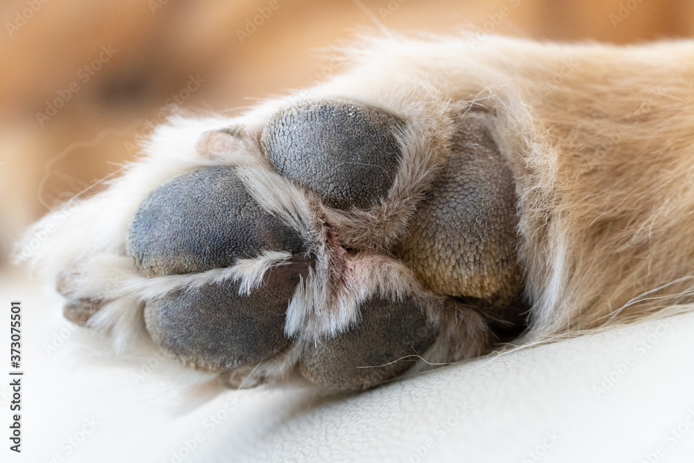 犬の後ろ足肉球アップ Stock Photo Adobe Stock