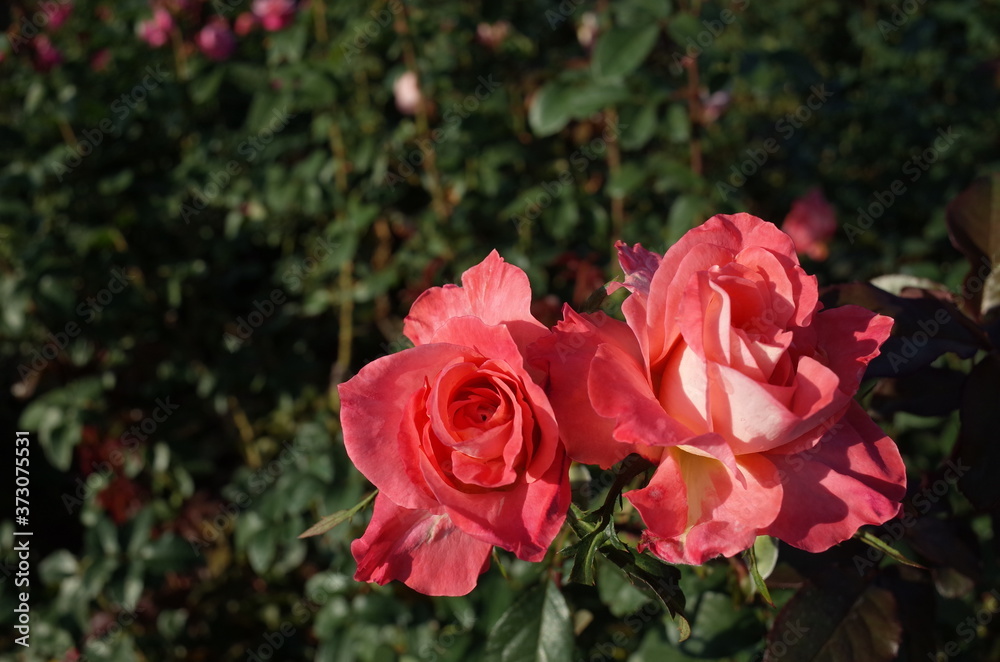Light Pink Flower of Rose 'Flower Girl (Sea Pearl)' in Full Bloom
Light Pink Flower of Rose 'Flower Girl (Sea Pearl)' in Full Bloom