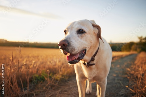 Dog on footpath at sunset