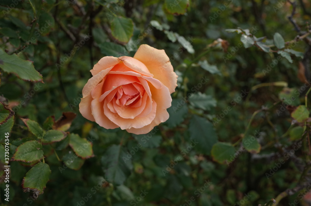 Apricot Flower of Rose 'Fragrant Apricot' in Full Bloom
