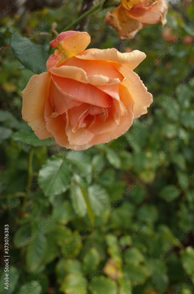 Apricot Flower of Rose 'Fragrant Apricot' in Full Bloom
Apricot Flower of Rose 'Fragrant Apricot' in Full Bloom