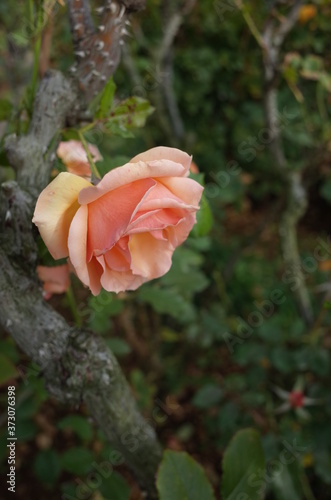 Wallpaper Mural Apricot Flower of Rose 'Fragrant Apricot' in Full Bloom
 Torontodigital.ca