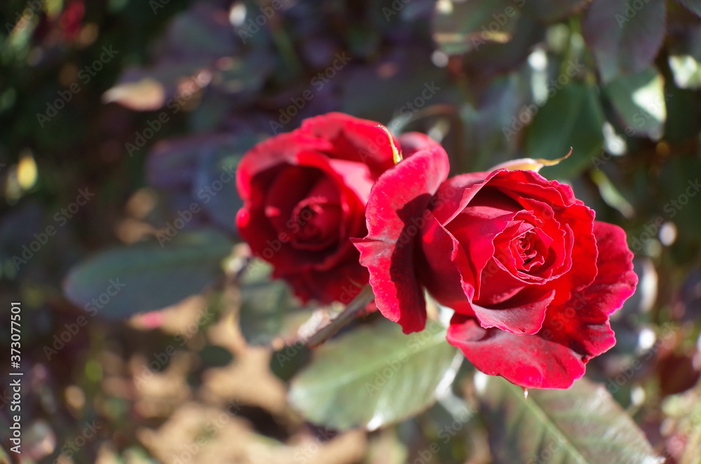 Red Flower of Rose 'Frankly Scarlet' in Full Bloom
Red Flower of Rose 'Frankly Scarlet' in Full Bloom