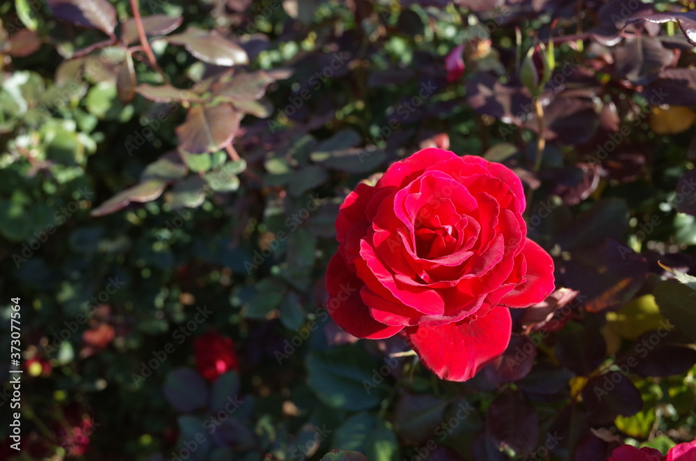 Red Flower of Rose 'Frankly Scarlet' in Full Bloom
Red Flower of Rose 'Frankly Scarlet' in Full Bloom