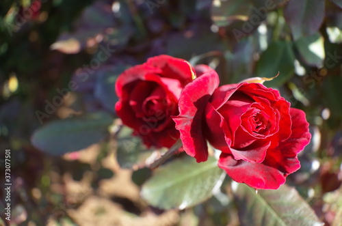 Red Flower of Rose  Frankly Scarlet  in Full Bloom 