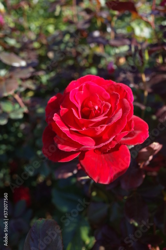 Red Flower of Rose  Frankly Scarlet  in Full Bloom 