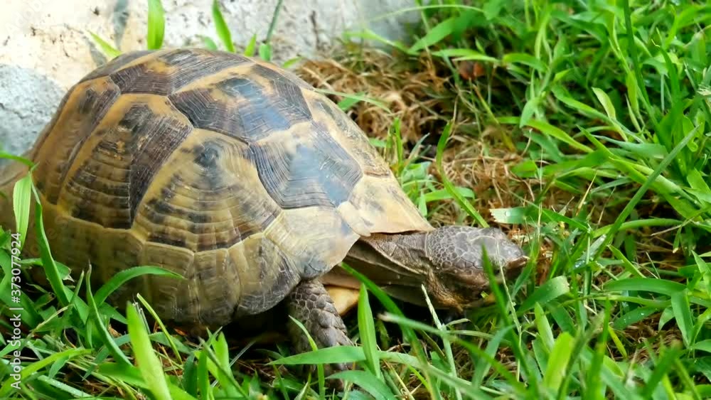 Big turtle eating green grass in the hotel area in Turkey. Big turtle eating green grass in the hotel area in Turkey.