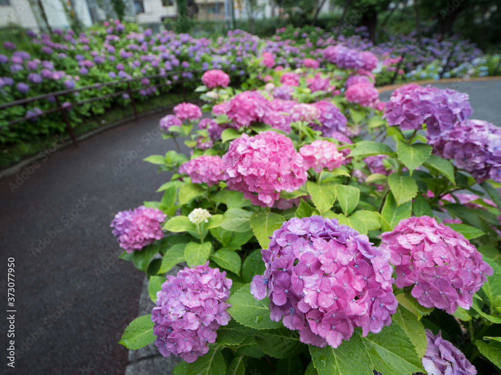 雨あがりのアジサイ