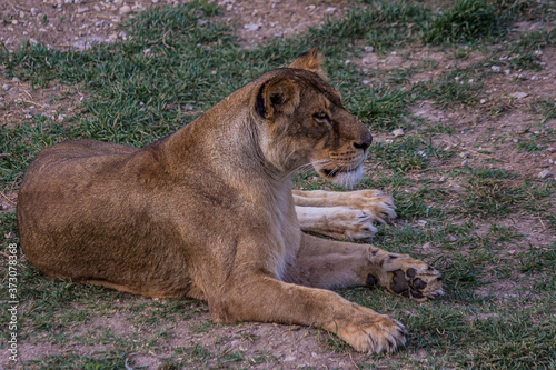 Lioness lies on a three and looks forward. The lion (Panthera leo) is a species in the family Felidae. Typically, the lion inhabits grasslands and savannas, but is absent in dense forests.