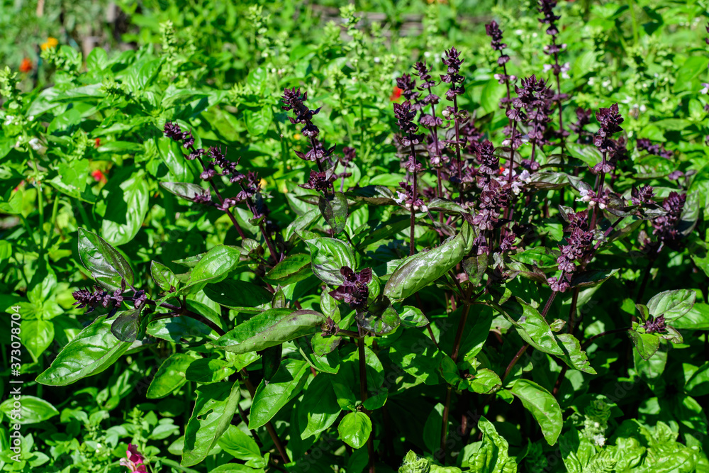 Many fresh green basil leaves and flowers in a sunny summer organic garden, healthy vegan herbs photographed with soft focus. Many fresh green basil leaves and flowers in a sunny summer organic garden, healthy vegan herbs photographed with soft focus.