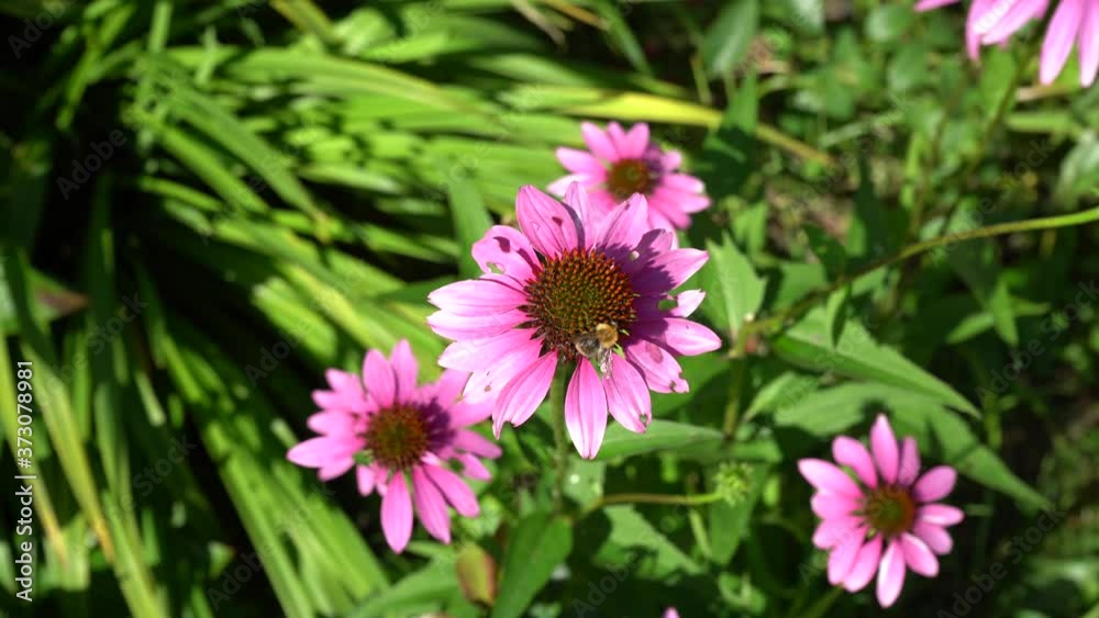 Brown bumblebee flies to Echinacea flower collects nectar and flies away Brown bumblebee flies to Echinacea flower collects nectar and flies away