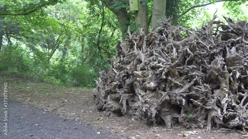 a lot of trees roots