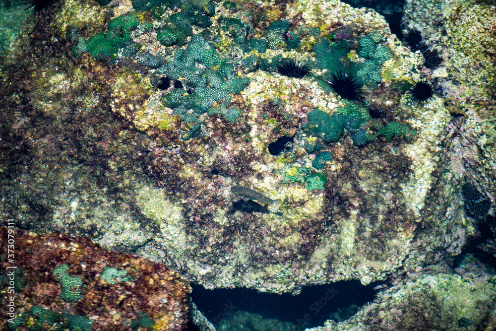 Fototapeta premium 鹿児島の海の堤防から見下ろす海中のサンゴや魚などの眺めが面白い