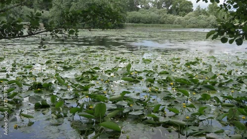 water lilies in the pond