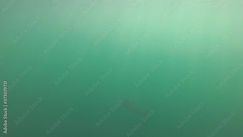 Silver carp in sunny water Silver carp in sunny water