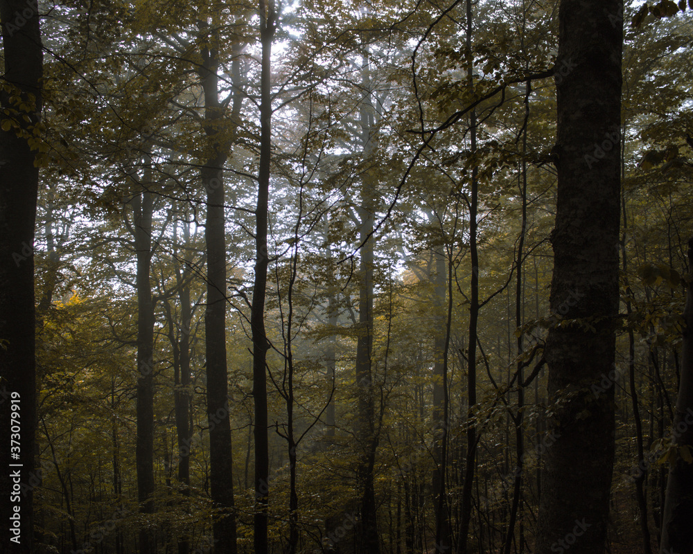 trees in the forest