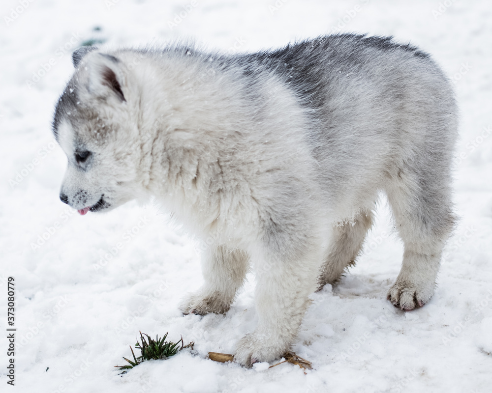 Naklejka premium white wolf in snow