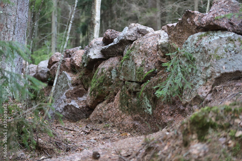 Fototapeta premium Wall of wild stone Scottish dyke surrounded by forest and firs