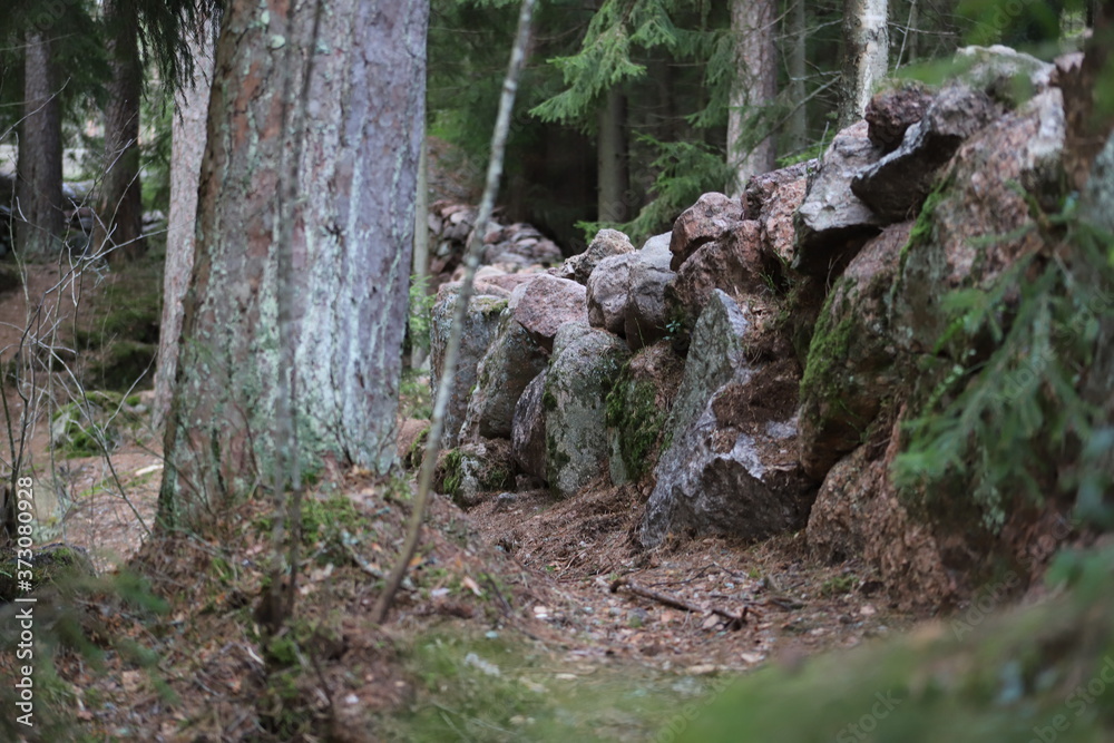 Wall of wild stone Scottish dyke surrounded by forest and firs Wall of wild stone Scottish dyke surrounded by forest and firs