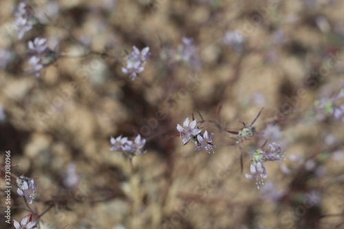 Head like blossoming inflorescences of blue from Desert Woolystar, Eriastrum Eremicum, Polemoniaceae, native herbaceous annual in the periphery of Twentynine Palms, Southern Mojave Desert, Springtime. photo