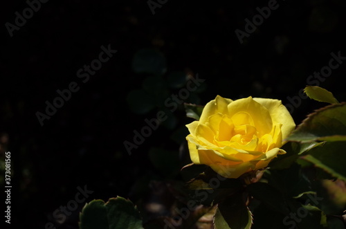Yellow Flower of Rose 'Friesia' in Full Bloom
 photo