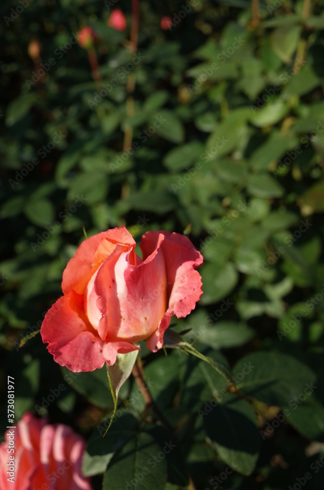 Cream and Pink Flower of Rose 'Frohsinn'82' in Full Bloom
