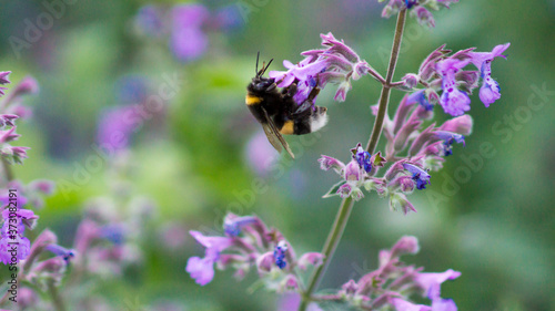 The bumblebee is sitting on the purple flower
